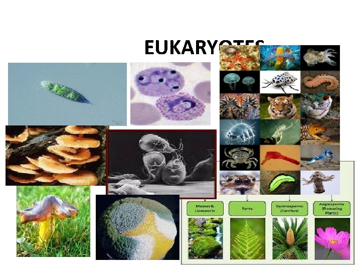 EUKARYOTES 