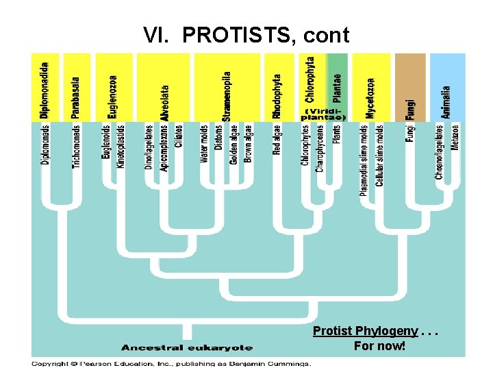 VI. PROTISTS, cont Protist Phylogeny. . . For now! 