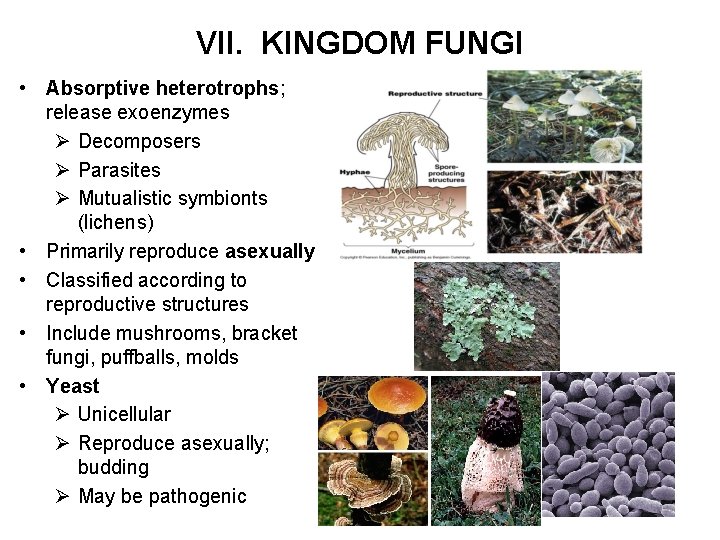 VII. KINGDOM FUNGI • Absorptive heterotrophs; release exoenzymes Ø Decomposers Ø Parasites Ø Mutualistic