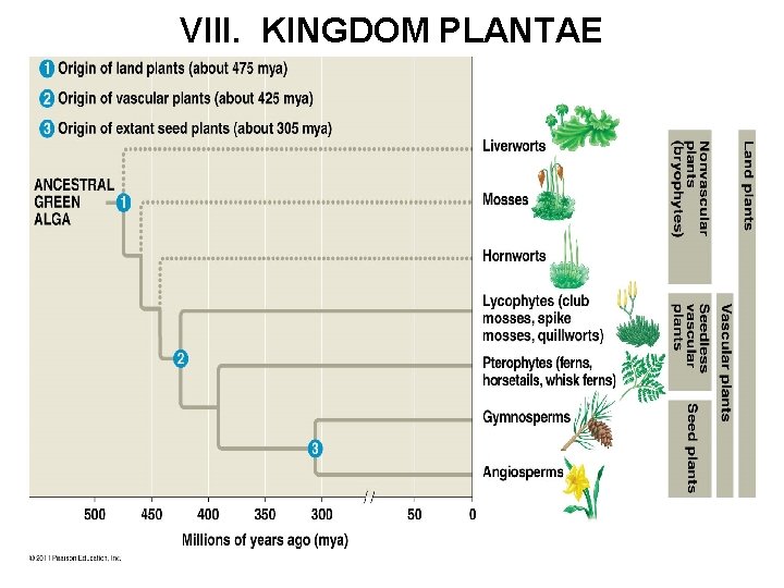 VIII. KINGDOM PLANTAE 