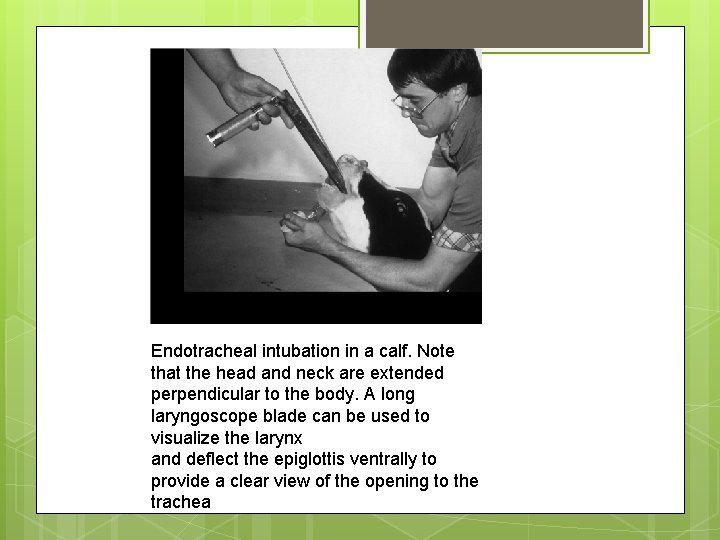 Endotracheal intubation in a calf. Note that the head and neck are extended perpendicular