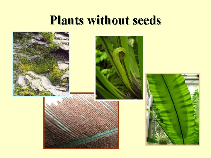 Plants without seeds 