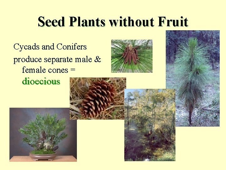Seed Plants without Fruit Cycads and Conifers produce separate male & female cones =