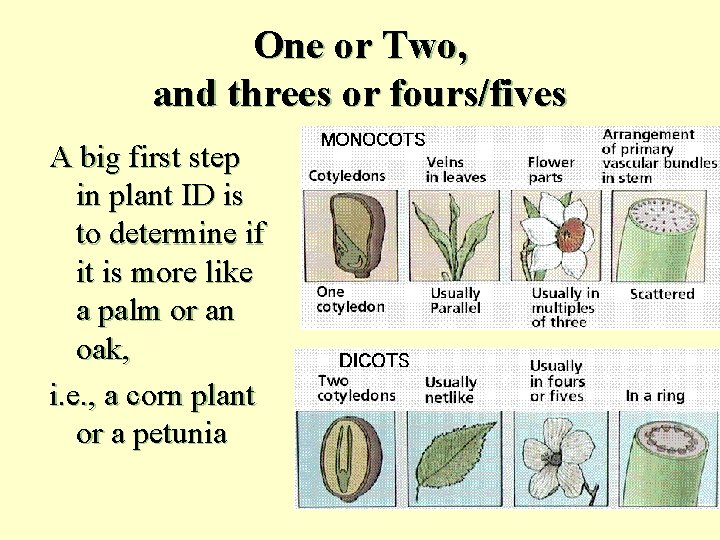 One or Two, and threes or fours/fives A big first step in plant ID