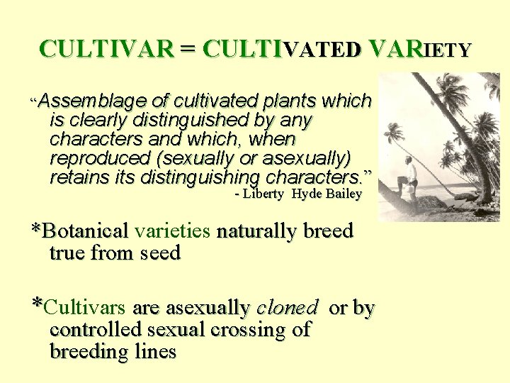CULTIVAR = CULTIVATED VARIETY “Assemblage of cultivated plants which is clearly distinguished by any