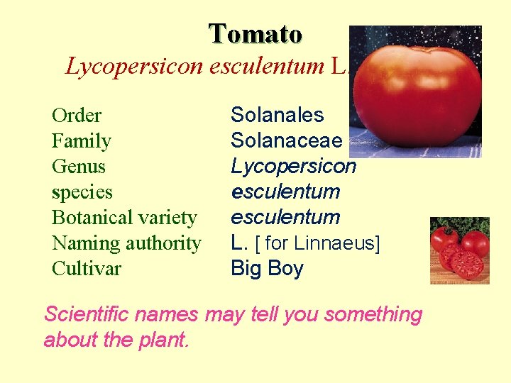 Tomato Lycopersicon esculentum L. Big Boy Order Family Genus species Botanical variety Naming authority