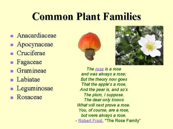 Common Plant Families n n n n Anacardiaceae Apocynaceae Cruciferae Fagaceae Gramineae Labiatae Leguminosae