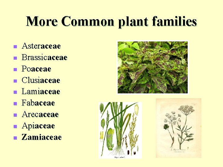 More Common plant families n n n n n Asteraceae Brassicaceae Poaceae Clusiaceae Lamiaceae