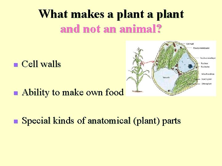 What makes a plant and not an animal? n Cell walls n Ability to