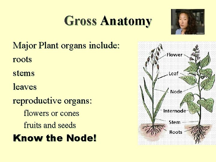 Gross Anatomy Major Plant organs include: roots stems leaves reproductive organs: flowers or cones