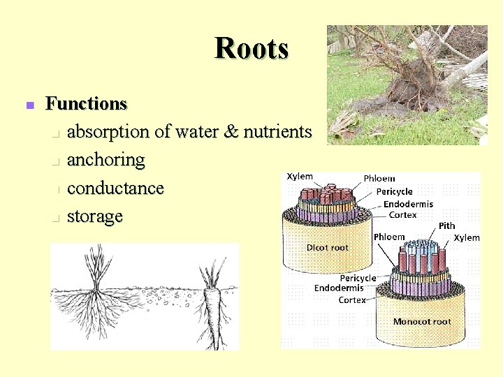 Roots n Functions n absorption of water & nutrients n anchoring n conductance n