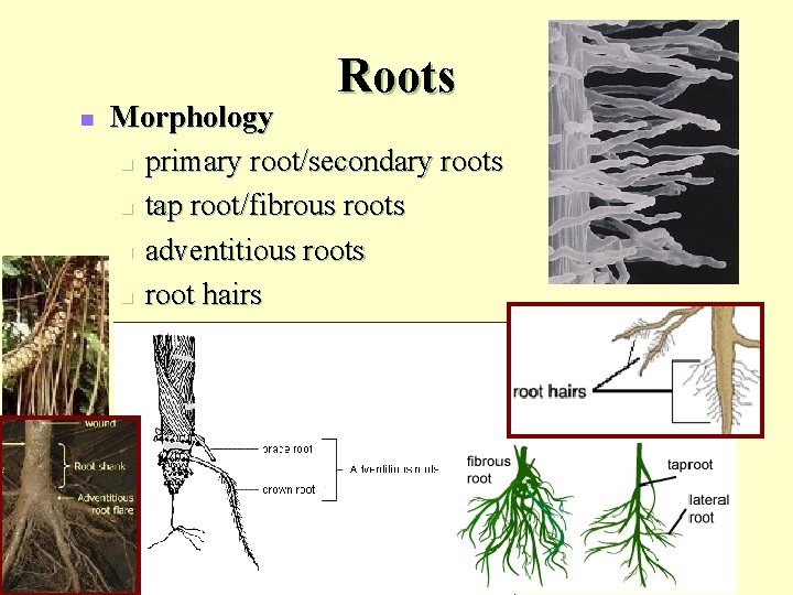 Roots n Morphology n primary root/secondary roots n tap root/fibrous roots n adventitious roots