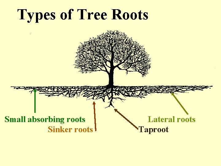 Types of Tree Roots Small absorbing roots Sinker roots Lateral roots Taproot 