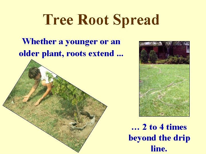 Tree Root Spread Whether a younger or an older plant, roots extend. . .