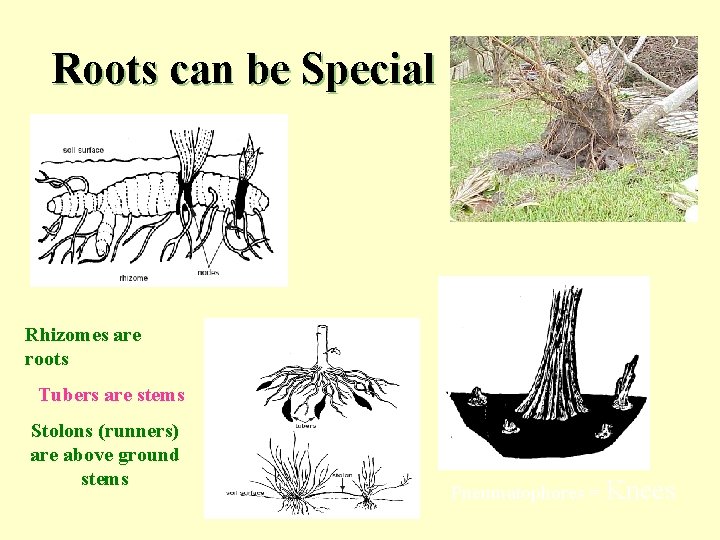 Roots can be Special Rhizomes are roots Tubers are stems Stolons (runners) are above