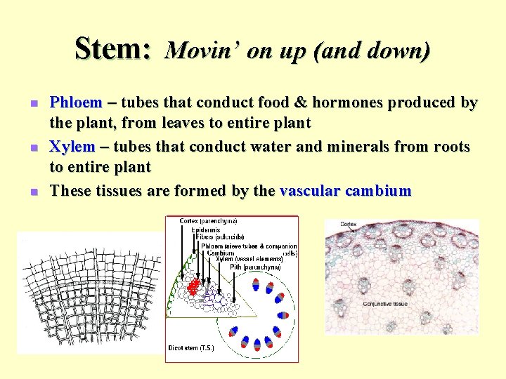 Stem: Movin’ on up (and down) n n n Phloem – tubes that conduct