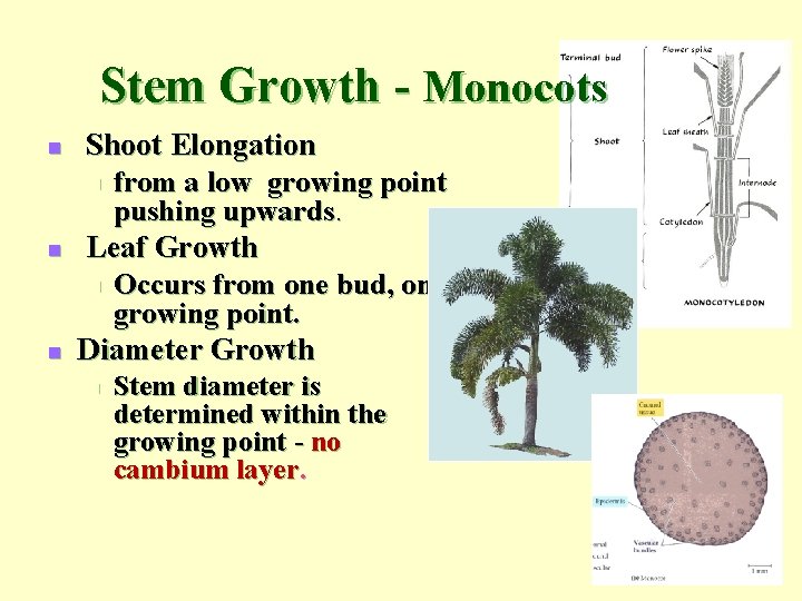 Stem Growth - Monocots n n n Shoot Elongation n from a low growing