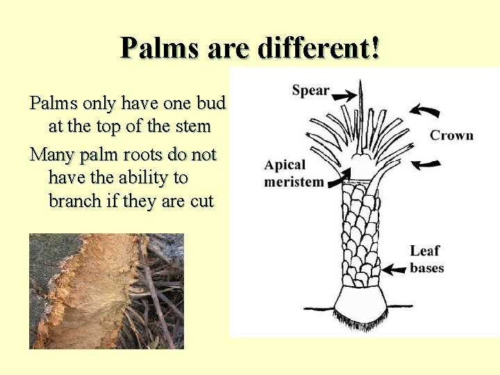 Palms are different! Palms only have one bud at the top of the stem