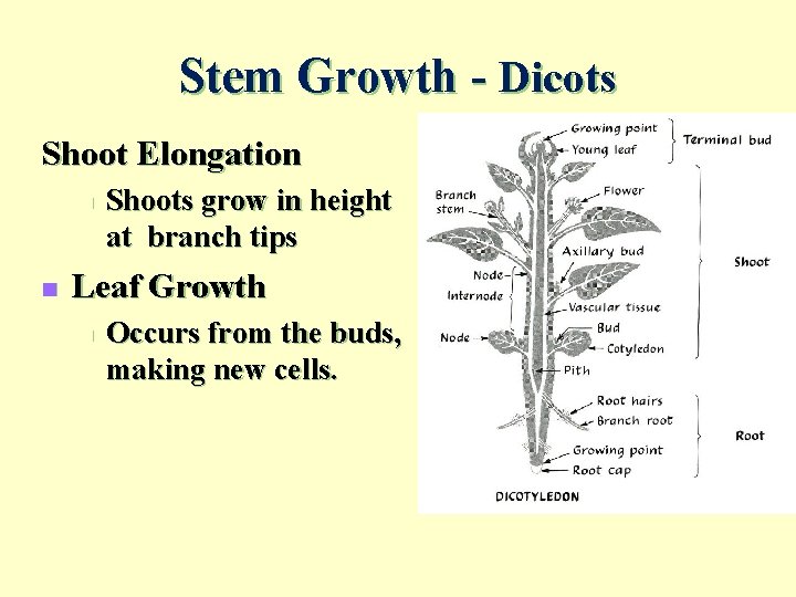 Stem Growth - Dicots Shoot Elongation n n Shoots grow in height at branch