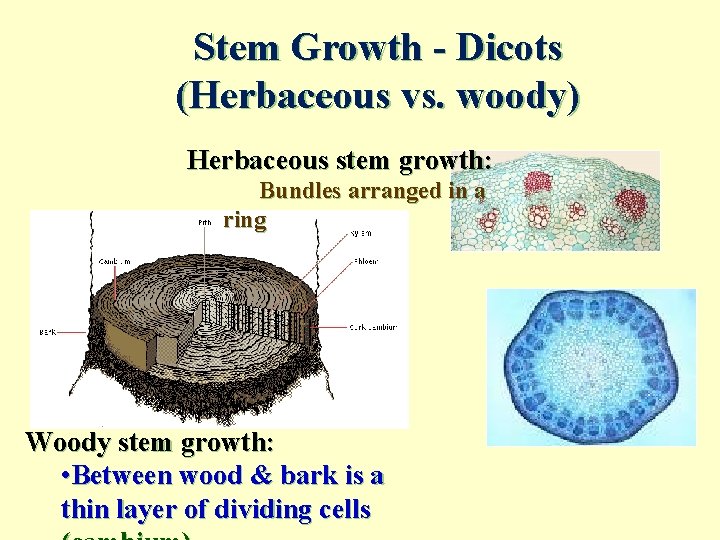 Stem Growth - Dicots (Herbaceous vs. woody) Herbaceous stem growth: Bundles arranged in a
