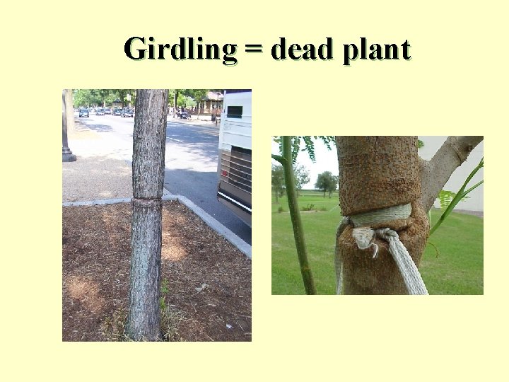 Girdling = dead plant 