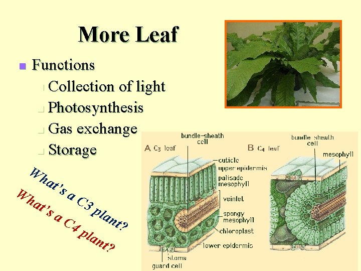 More Leaf n Functions n Collection of light n Photosynthesis n Gas exchange n