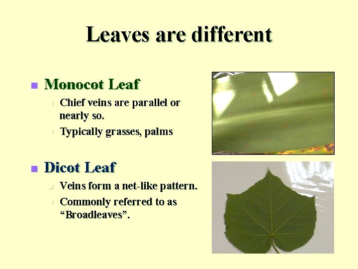 Leaves are different n Monocot Leaf n n n Chief veins are parallel or