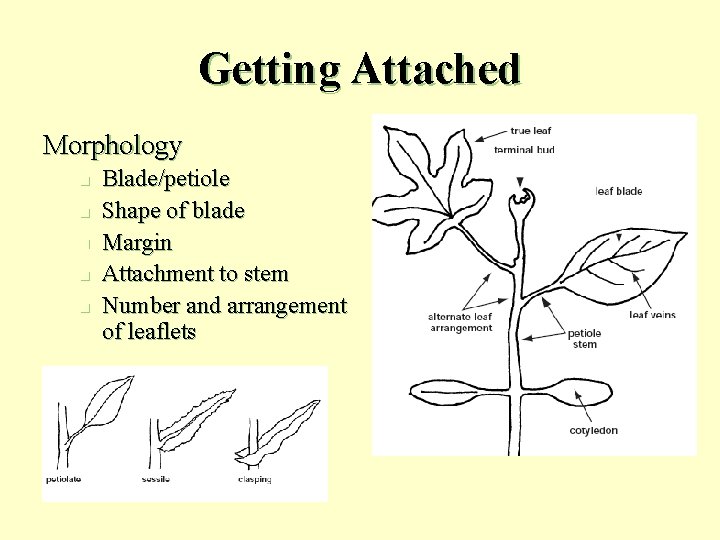 Getting Attached Morphology n n n Blade/petiole Shape of blade Margin Attachment to stem