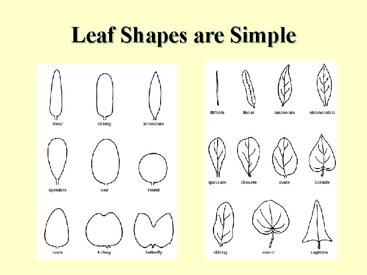 Leaf Shapes are Simple 