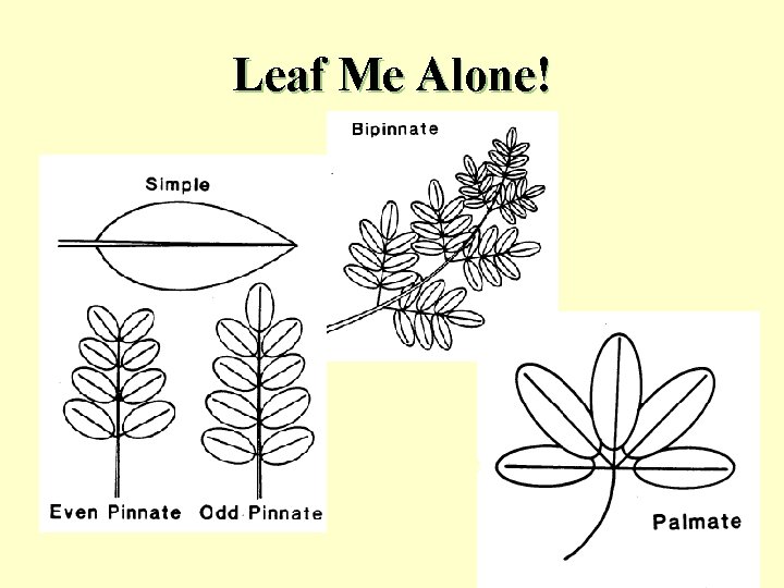 Leaf Me Alone! How many leaves are on this slide? 