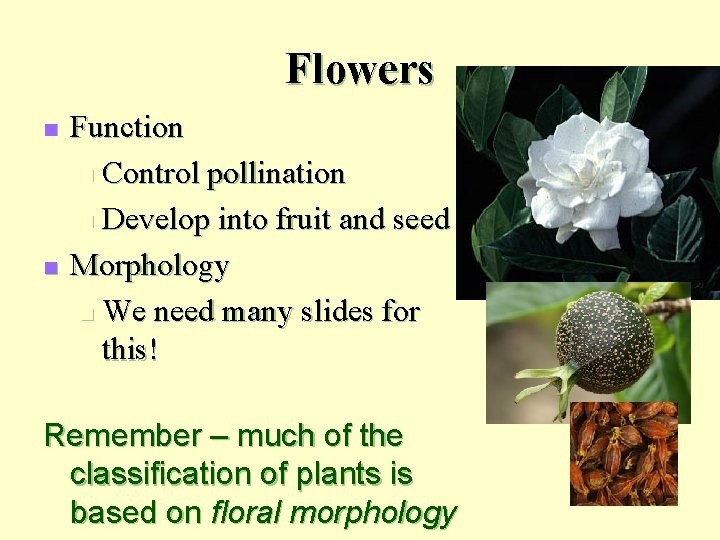 Flowers n n Function n Control pollination n Develop into fruit and seed Morphology