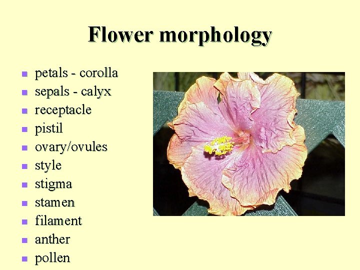 Flower morphology n n n petals - corolla sepals - calyx receptacle pistil ovary/ovules