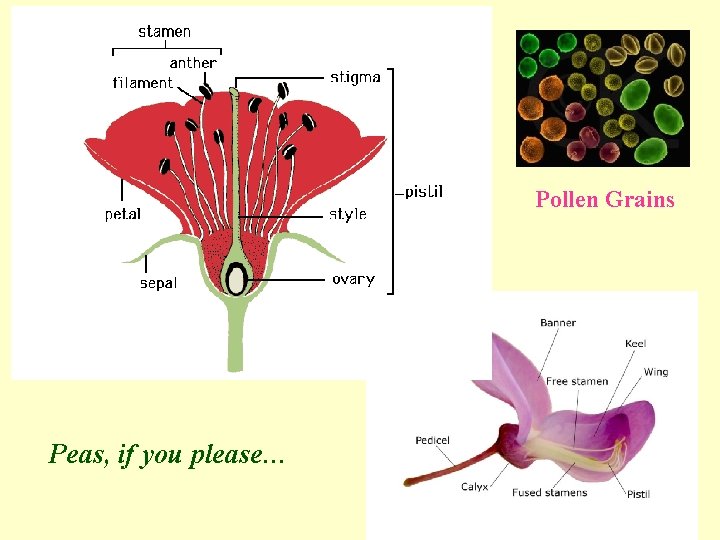 Pollen Grains Peas, if you please… 