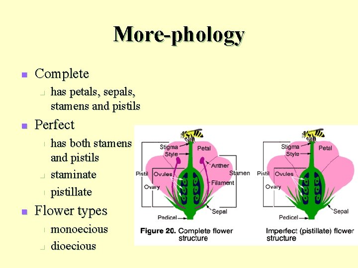 More-phology n Complete n n Perfect n n has petals, sepals, stamens and pistils