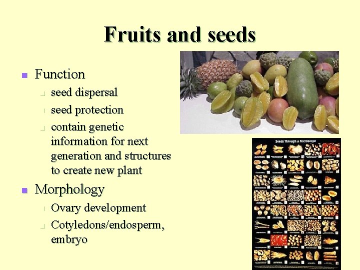 Fruits and seeds n Function n n seed dispersal seed protection contain genetic information