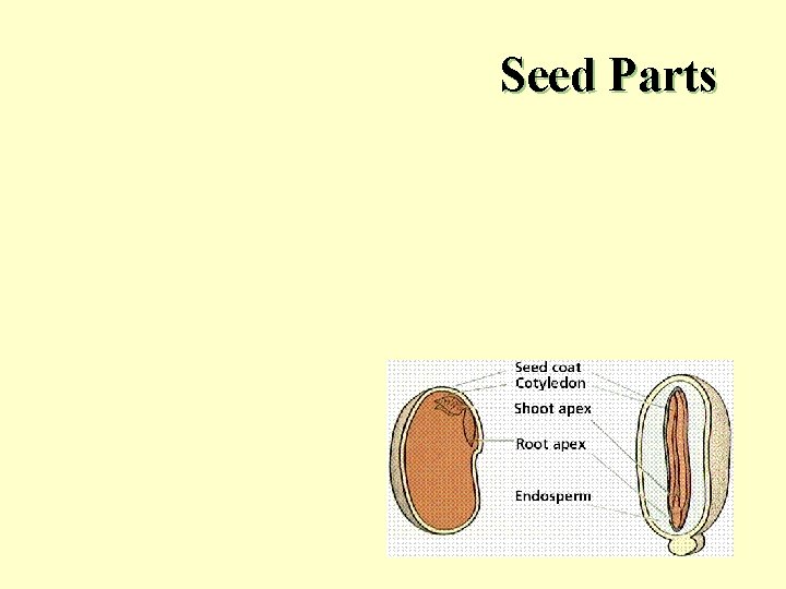 Seed Parts 