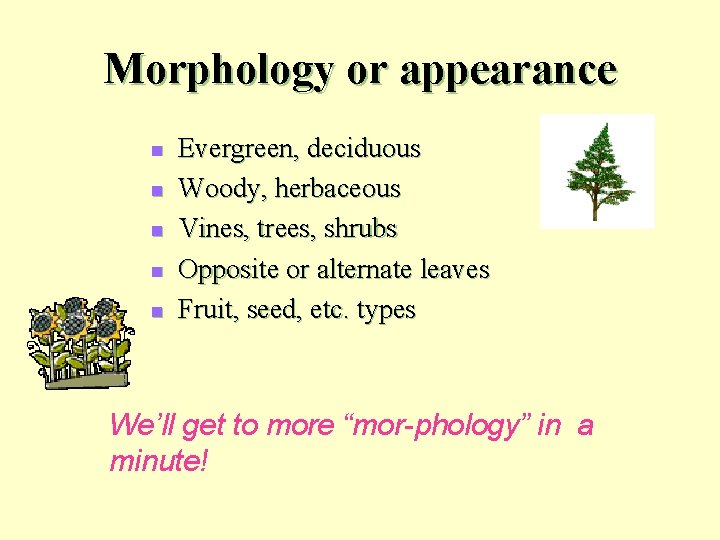 Morphology or appearance n n n Evergreen, deciduous Woody, herbaceous Vines, trees, shrubs Opposite