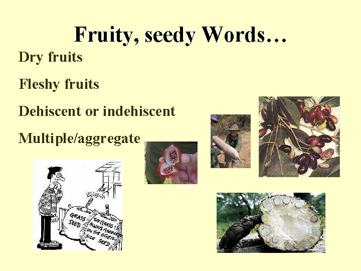 Fruity, seedy Words… Dry fruits Fleshy fruits Dehiscent or indehiscent Multiple/aggregate 