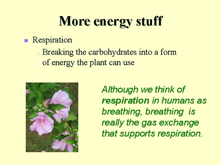 More energy stuff n Respiration n Breaking the carbohydrates into a form of energy