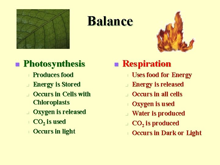 Balance n Photosynthesis n n n Produces food Energy is Stored Occurs in Cells