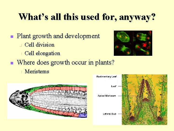 What’s all this used for, anyway? n Plant growth and development n n n