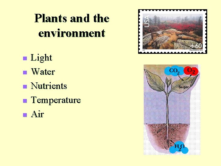 Plants and the environment n n n Light Water Nutrients Temperature Air 