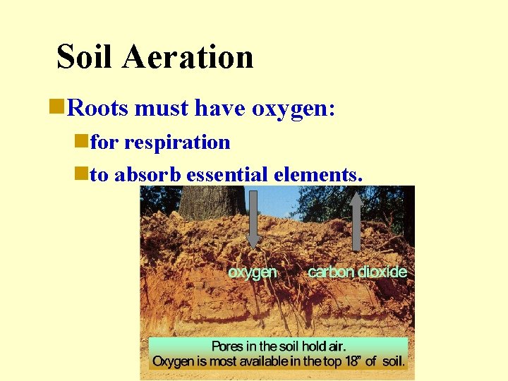 Soil Aeration n. Roots must have oxygen: nfor respiration nto absorb essential elements. 