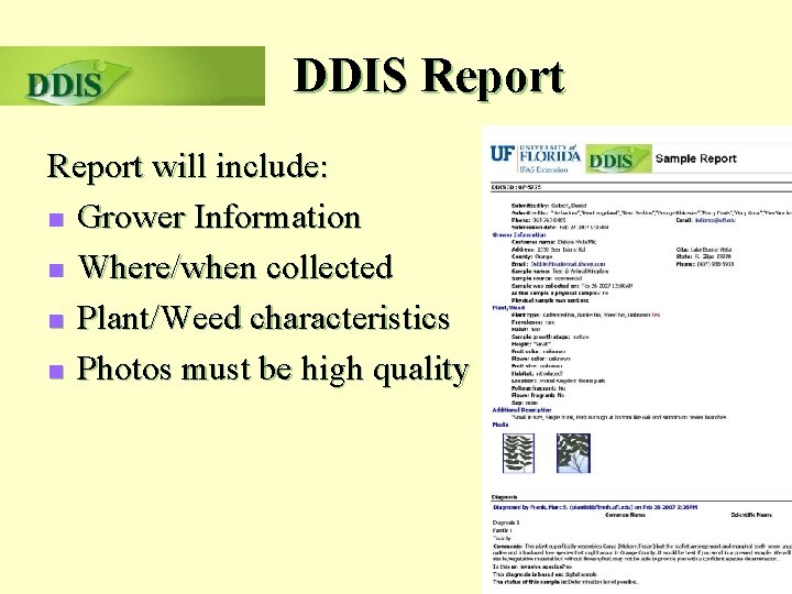 DDIS Report will include: n Grower Information n Where/when collected n Plant/Weed characteristics n
