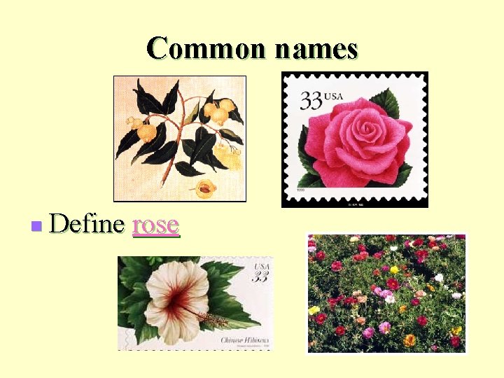 Common names n Define rose 