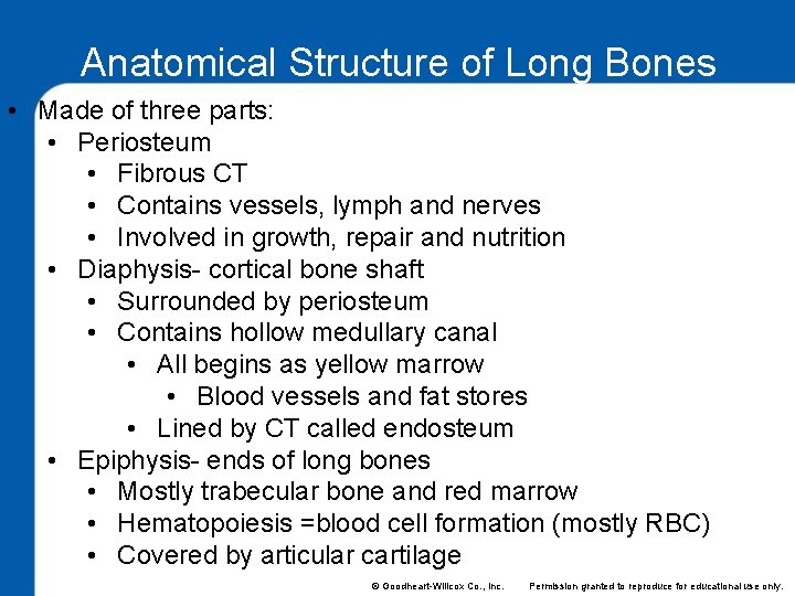 Anatomical Structure of Long Bones • Made of three parts: • Periosteum • Fibrous
