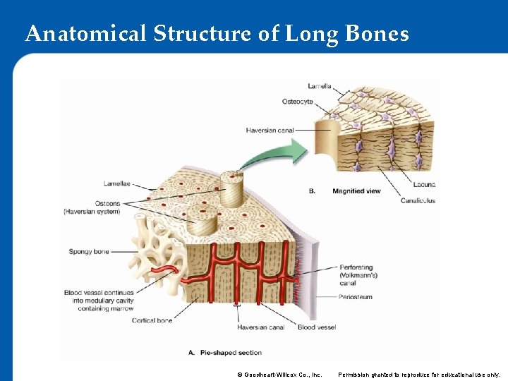 Anatomical Structure of Long Bones © Goodheart-Willcox Co. , Inc. Permission granted to reproduce