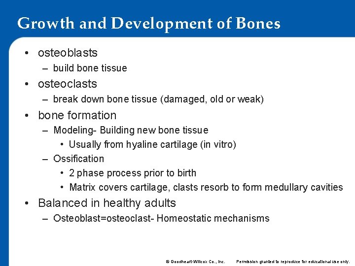 Growth and Development of Bones • osteoblasts – build bone tissue • osteoclasts –