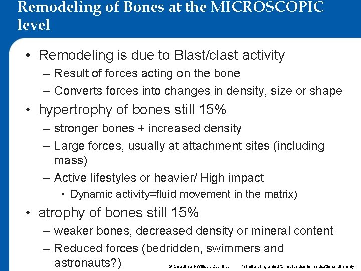 Remodeling of Bones at the MICROSCOPIC level • Remodeling is due to Blast/clast activity