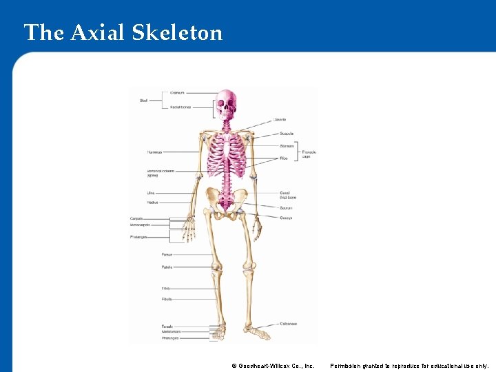 The Axial Skeleton © Goodheart-Willcox Co. , Inc. Permission granted to reproduce for educational